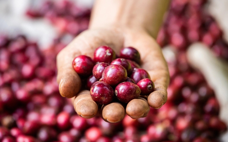 Cuộc ‘trỗi dậy’ của cà phê Fine Robusta Việt Nam