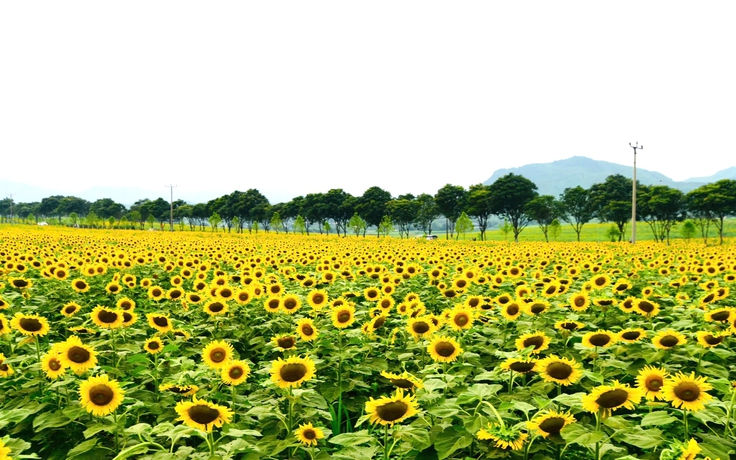 Mãn nhãn với cánh đồng hoa hướng dương vàng rực ở Nghệ An