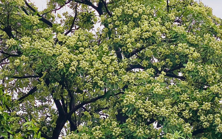 Mùi hoa sữa nồng nặc: Người tìm để ngửi, người nín thở tránh xa