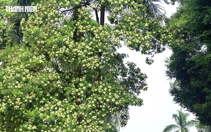 Hoa sữa Hà Nội: Giữ nét riêng, trồng đúng chỗ