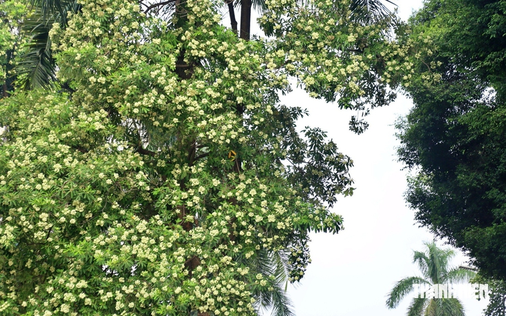 Hà Nội cắt tỉa chùm hoa sữa để giảm mùi hương