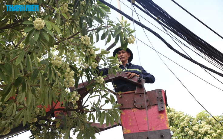 Hà Nội hỏi ý kiến người dân việc điều chỉnh mật độ cây hoa sữa