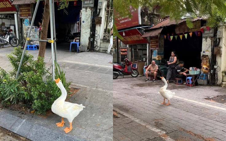 Con ngỗng được bà dắt đi dạo ở Hà Nội, dân mạng hỏi nhau ‘gặp ở đâu?’
