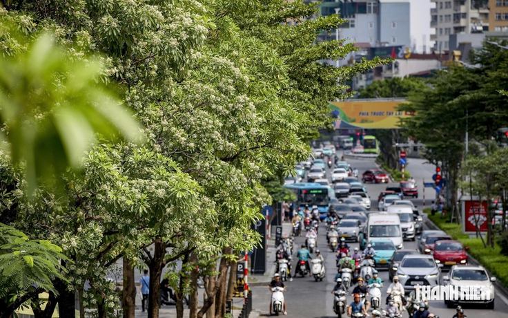 'Hoa sữa thôi rơi...', lòng người vẫn nhớ