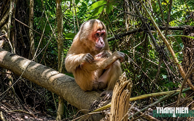 Báu vật rừng già: Rừng chở che người