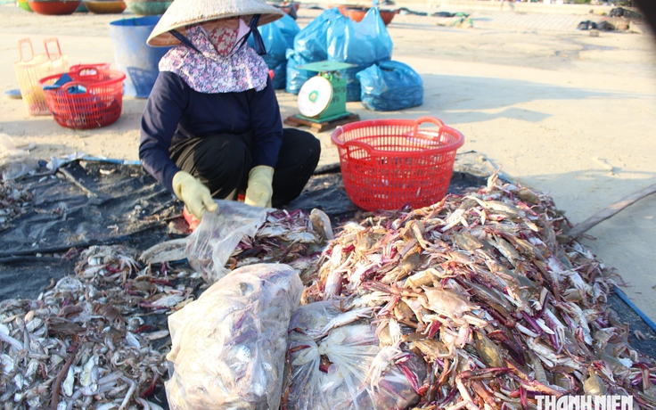 'Nghề lạ' mưu sinh ở Đà Nẵng: Nhặt hải sản dạt bán cho người nuôi tôm hùm
