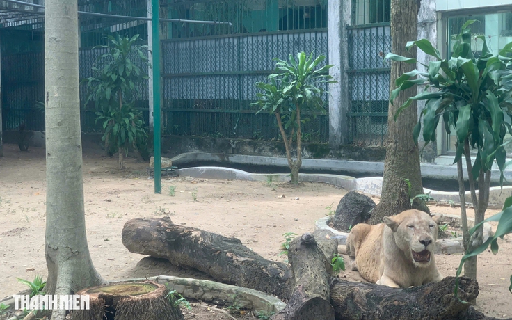 Thảo Cầm Viên Sài Gòn chia tay sư tử trắng cuối cùng