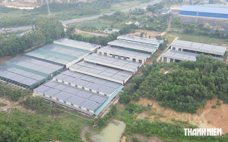 Quảng Trị: Khổ vì ruồi