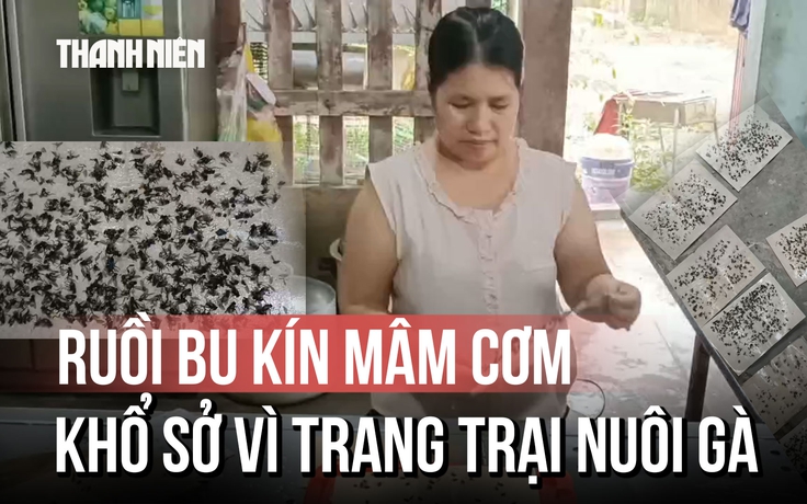 Ruồi bu kín mâm cơm, buôn bán ế ẩm vì trang trại nuôi gà ở Quảng Trị