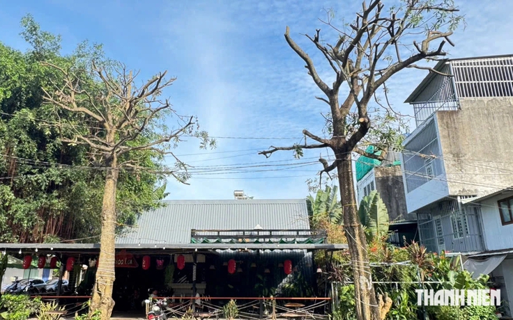 Tỉa hoa, cưa cành cây hoa sữa gây mùi hương khó chịu ở TP.HCM