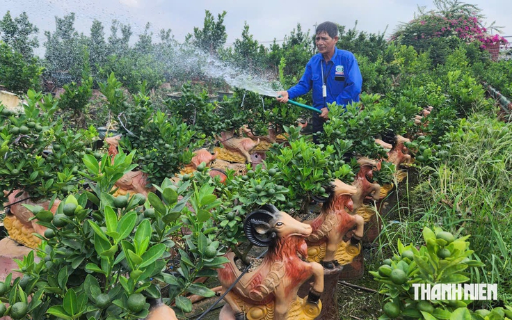 Quất tết độc, lạ 'cháy hàng' sớm