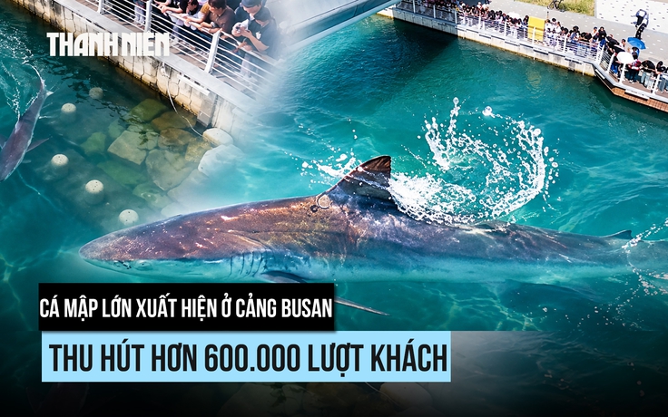 Cá mập lớn vào cảng, người Hàn Quốc vui buồn xem giải cứu