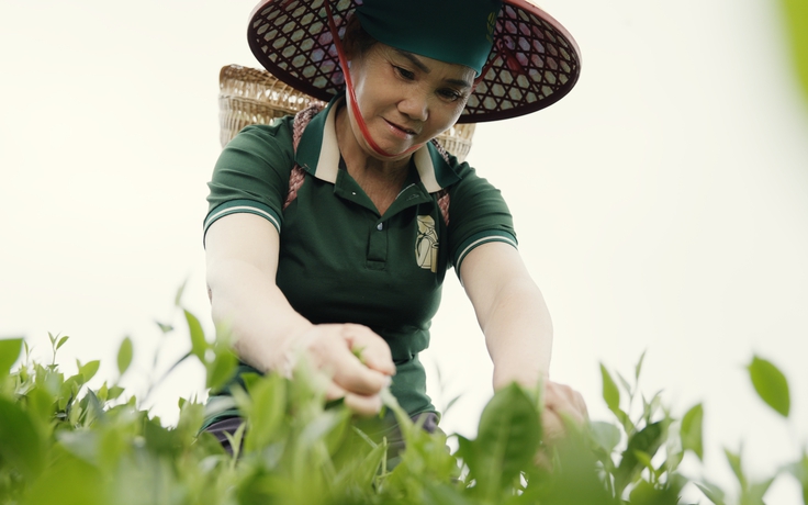 Trà Thái Nguyên lên sàn Tiktok Nhật Bản, dự triển lãm lớn nhất Trung Quốc