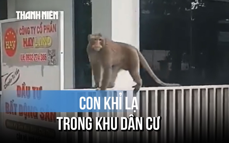 Khỉ lớn quậy phá kiếm ăn ở khu dân cư, nhiều người dè chừng