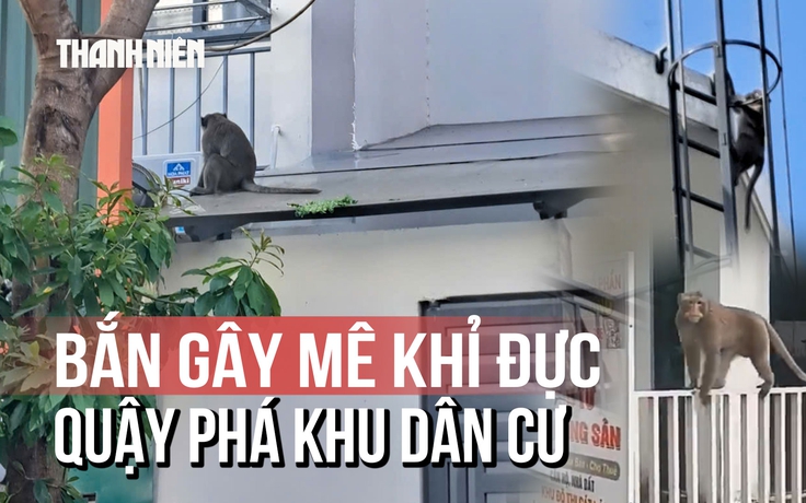 Dùng súng bắn thuốc gây mê khỉ đực hung dữ sau trận 'hỗn chiến' với chó béc giê