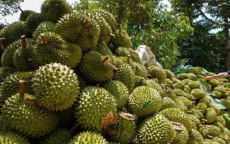 Đánh cược với sầu riêng Ri6, chàng trai Cần Thơ vượt qua những 'vụ mùa đắng'