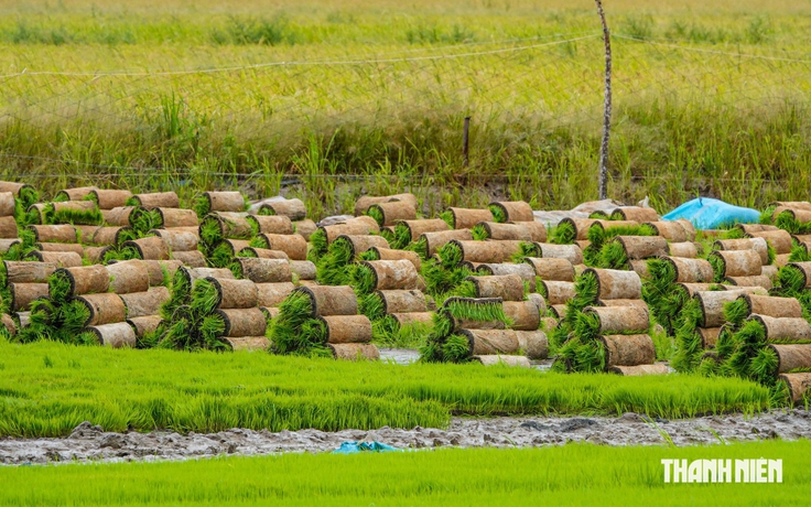 Độc đáo nghề làm mạ khay cho ruộng lúa ở miền Tây