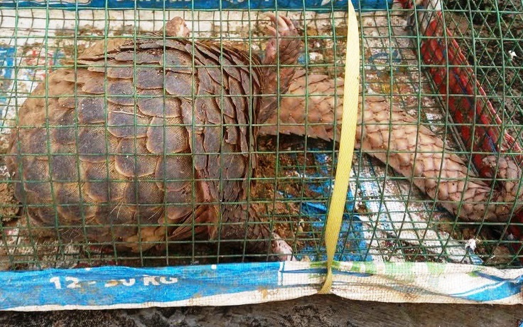 Ra đồng đặt lồng bắt cua, bất ngờ thấy tê tê quý hiếm chui vào