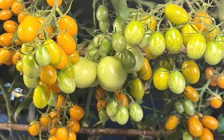 Thanh niên Cà Mau biến sân thượng thành khu vườn và giàn cà chua 'hái mỏi tay'