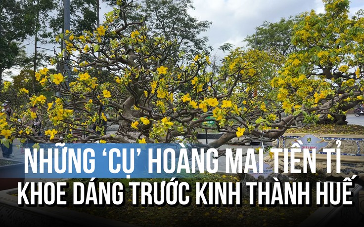 Những ‘cụ’ hoàng mai tiền tỉ khoe dáng trước Kinh thành Huế