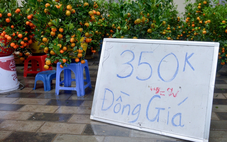 Tiểu thương bán quất tết bắt đầu xả hàng, bán đồng giá cắt lỗ