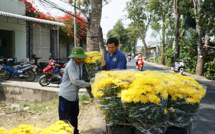Làng hoa Mỹ Phong ở Đồng Tháp rạo rực, gần 1 triệu giỏ hoa tết ra phố