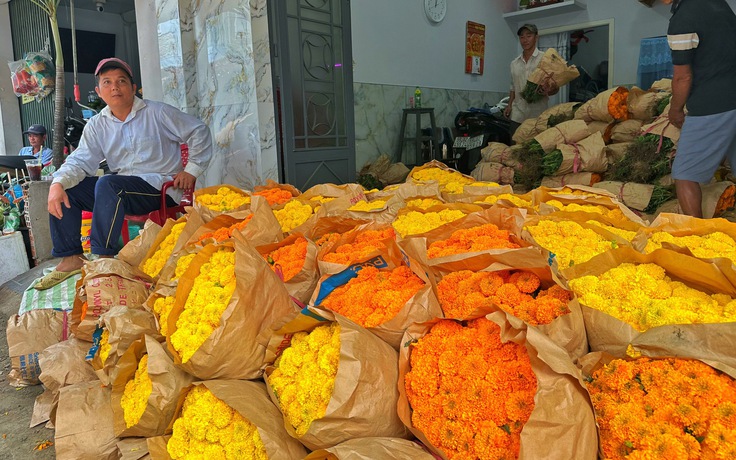 Chợ hoa lớn nhất TP.HCM chiều 23 tháng chạp: Cúc vạn thọ 'xả hàng' đại hạ giá