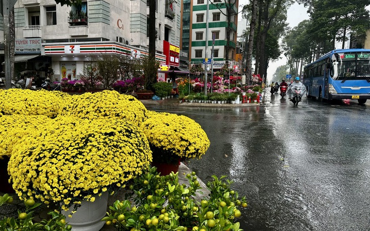 TP.HCM lại xuất hiện mưa trái mùa, nhà vườn lo mất xuân