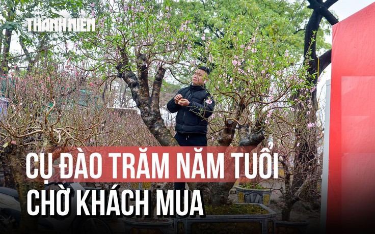 Hoa Tết 2026: Đào cổ thụ trăm tuổi 'đỏ mắt' chờ khách