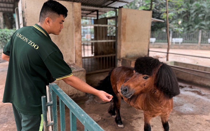 Lần đầu ở Thảo Cầm Viên Sài Gòn: Ngựa lùn, dê, cừu… lên tàu du xuân
