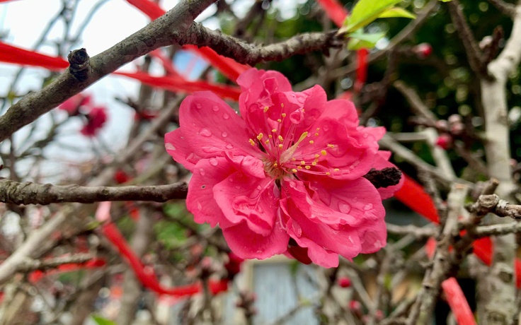 Đào cổ Yên Bái về Hà Nội, hoa to như mặt chén, khách 'rần rần chốt đơn'