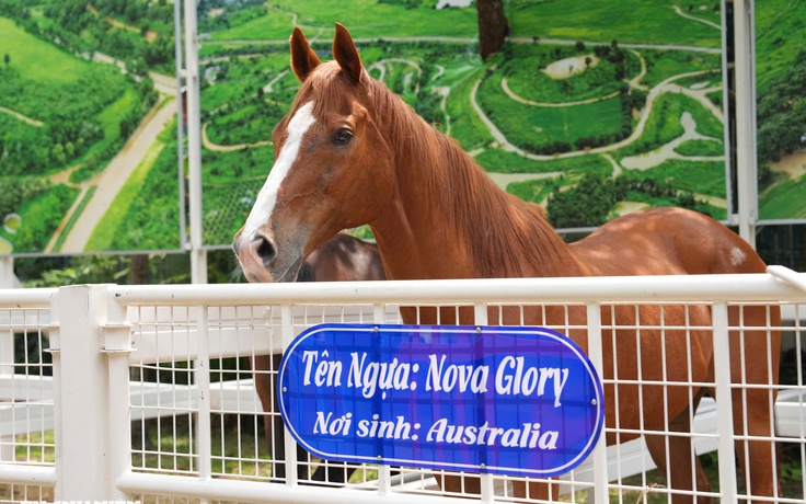 Hội hoa xuân TP.HCM trước giờ mở cửa: Linh vật, vườn ngựa, kiểng tiền tỉ đã sẵn sàng