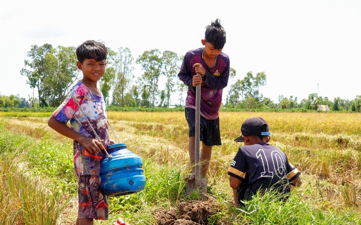 Mùa vàng ST25 và những buổi bắt chuột đồng rộn ràng của trẻ em miền Tây