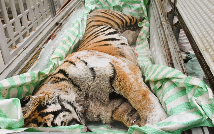 Khởi tố 2 người đàn ông mua bán hổ để nấu cao bán dịp tết Nguyên đán