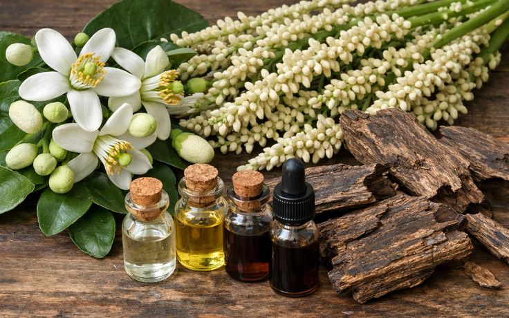 Hương bưởi, hương cau ngày tết giúp thư giãn tinh thần, giảm lo âu