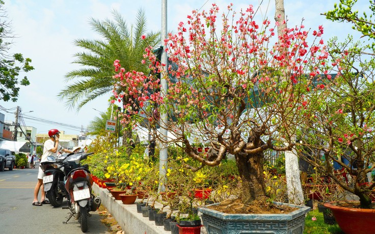 Bất ngờ với giá cây hoa đào 'độc nhất' ở chợ hoa Cần Thơ