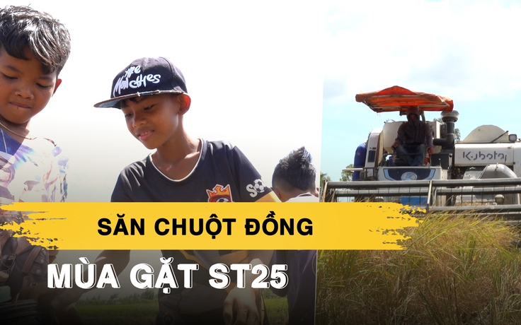 Về miền Tây mùa gặt ST25 xem trẻ con háo hức săn chuột đồng ăn tết