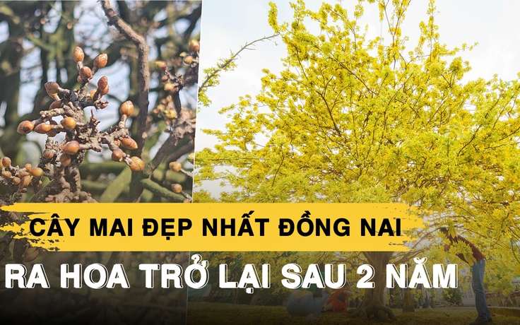 Cây mai đẹp nhất Đồng Nai ra hoa trở lại sau 2 năm ‘tiếc thương’ ông chủ