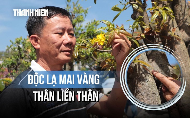 Độc lạ mai vàng thân liền thân, hoa 9 cánh của nghệ nhân Đắk Lắk giá 'khủng'