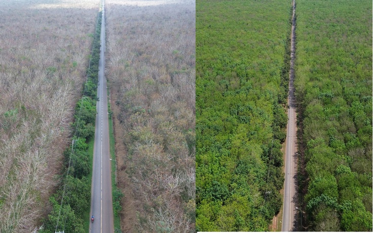 Chỉ trong một tháng, rừng cao su Đồng Nai thay đổi đến ngỡ ngàng khi xuân về