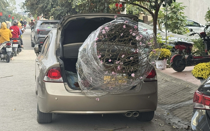 Buộc, chở mai, đào trên ô tô: Mức phạt lên tới 26 triệu đồng