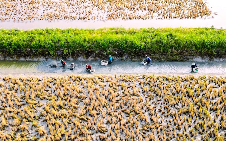 Cuối năm trúng lớn, nông dân Biển Bạch phấn khởi đón tết