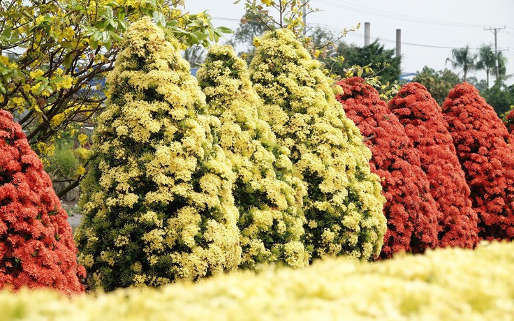 Xóm nhỏ miền Tây bừng sắc xuân với hàng rào hoa, hút khách check-in