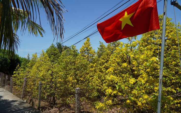 Những cây mai 'may mắn' ở Làng mai vàng Phước Định