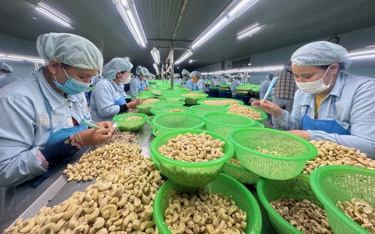 Rất lâu nữa ngành điều Châu Phi mới đuổi kịp Việt Nam