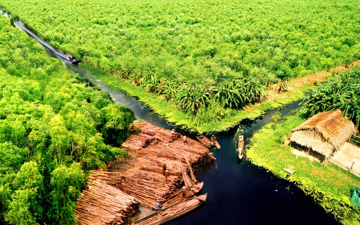 Gác kèo ong U Minh Hạ: Nghề 'mời ong về ở' giữ hồn rừng tràm
