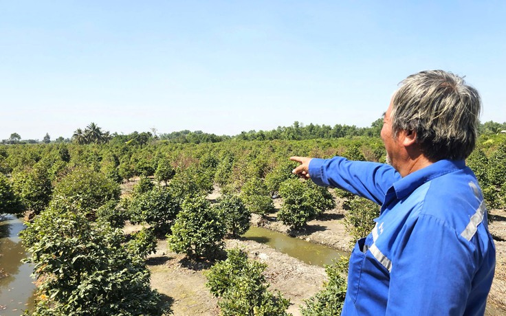 Thủ phủ mai vàng TP.HCM vắng bóng thương lái: Mai đã lặt lá vẫn nằm chờ