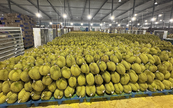 Trung Quốc tăng mua, giá sầu riêng tăng sốc