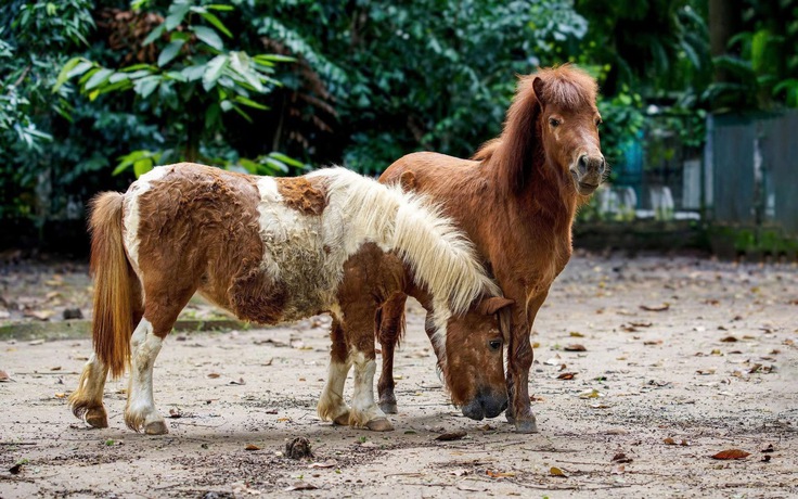 Hơn 110.000 người đổ về Thảo Cầm Viên Sài Gòn dịp tết: Có gì hấp dẫn?