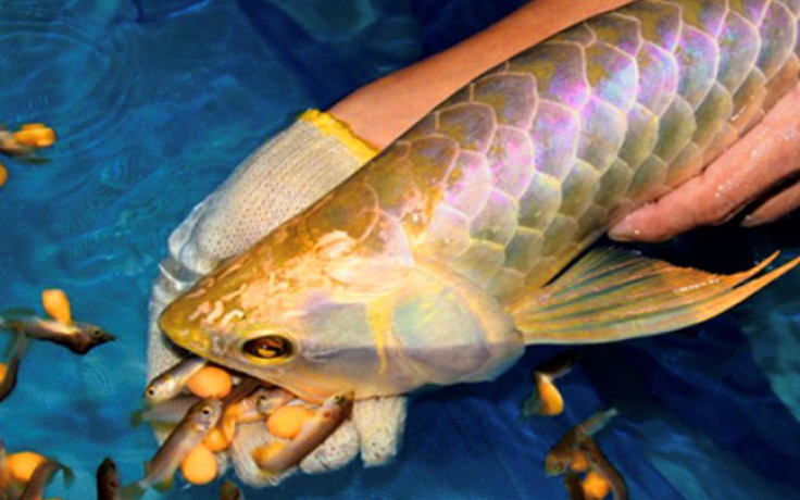 Sở Y tế Thanh Hóa thông tin chính thức vụ ngộ độc do ăn trứng cá cà rồng